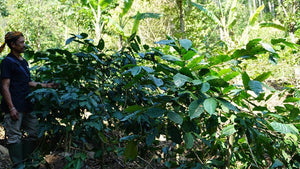 Java - Natural Sunda Hejo Klasik Beans Cooperative